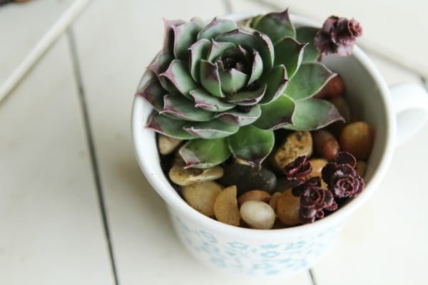 DIY Succulent Teacup Planter- Hello Creative Family