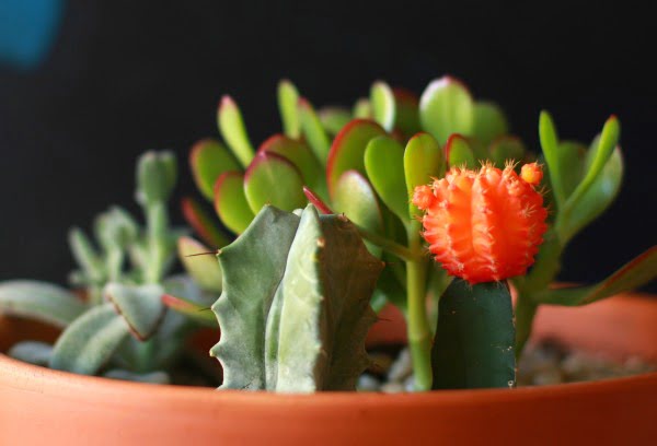 DIY Succulent Container Garden