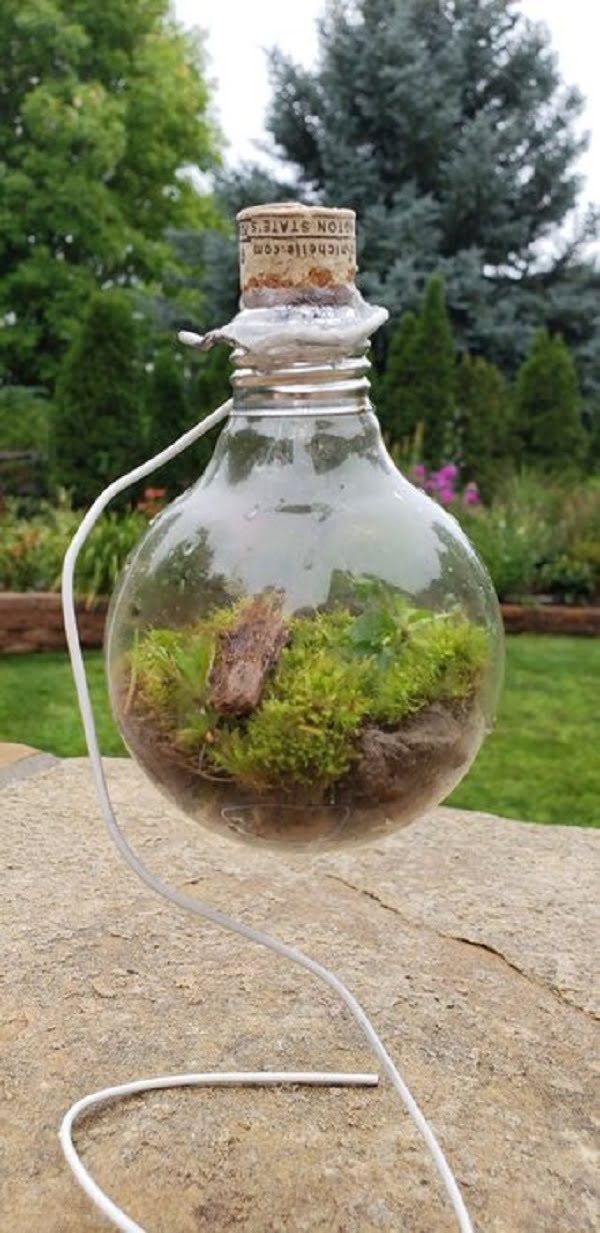 Light Bulb Terrarium