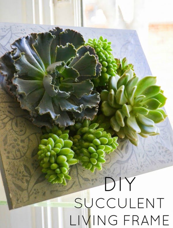 DIY Succulent Living Frame