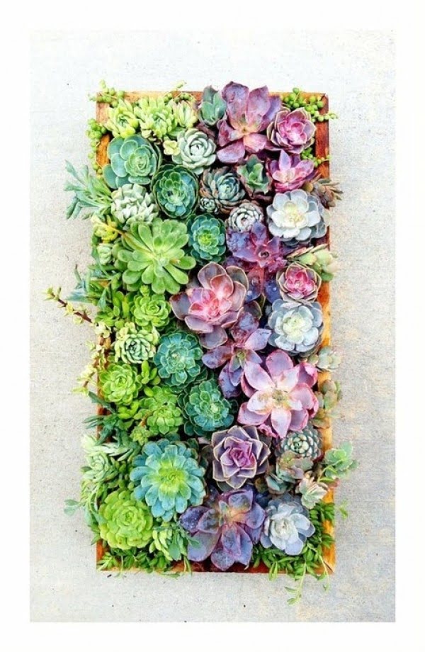 Living Artwork: How to Construct a Vertical Succulent Garden