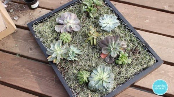 Create a DIY Succulent Wall Planter