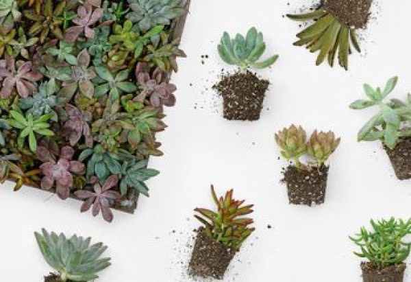 How to Make a Succulent Wall Garden     