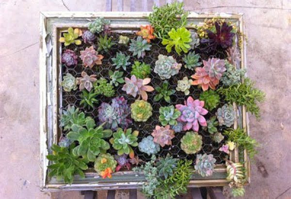 How to Make a Succulent Frame