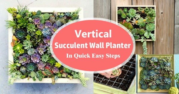 Vertical Succulent Wall Planter In Quick Easy Steps     