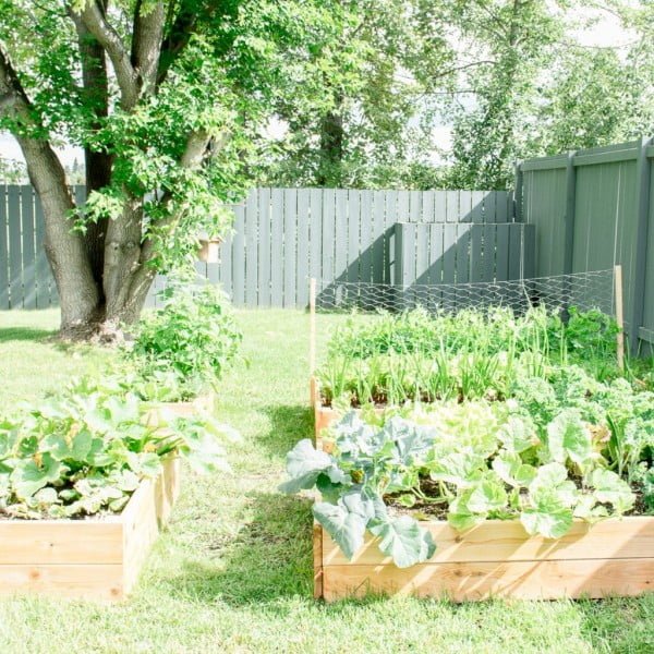 How to Build your own DIY Raised Garden Bed    