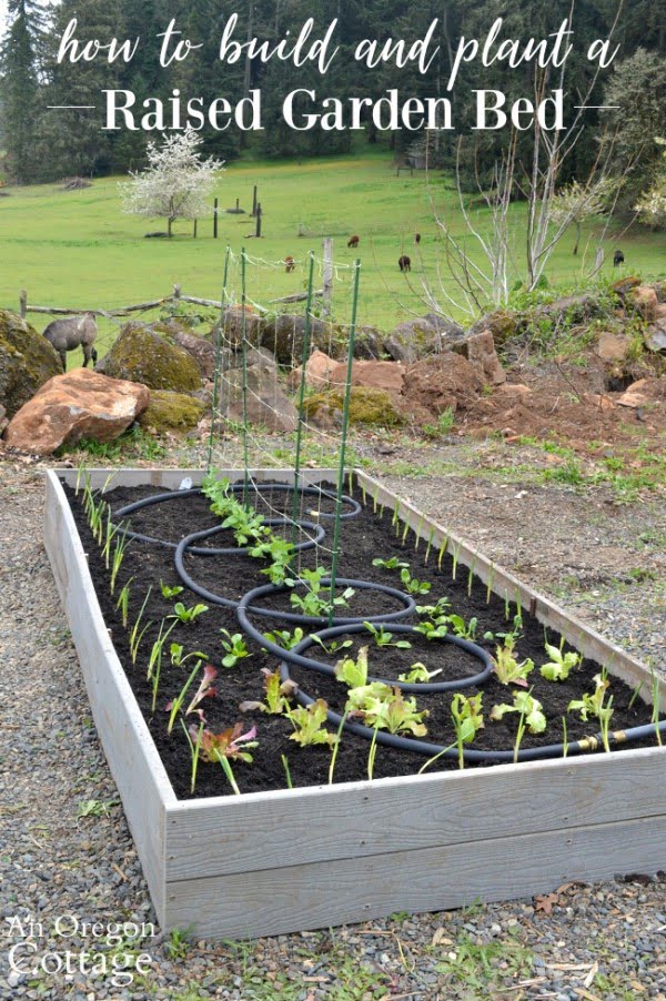 How to Build & Plant a Low Maintenance Raised Garden Bed