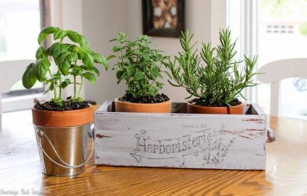 Thrift Store Box Transformed Into an Indoor Herb Garden    