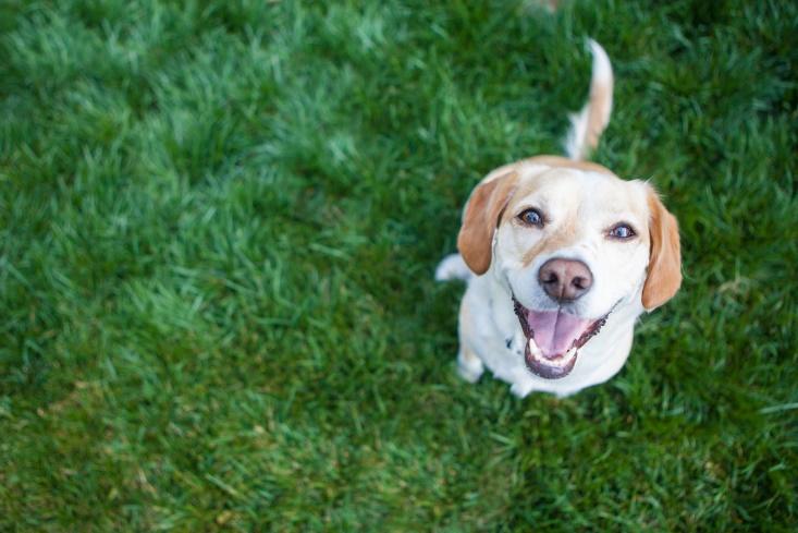 dog and lawn
