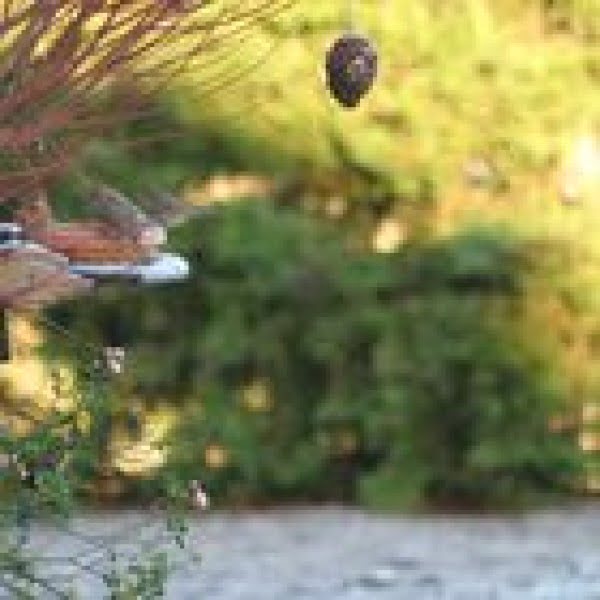 How to Make a Pine-Cone Bird Feeder Without Using Peanut Butter