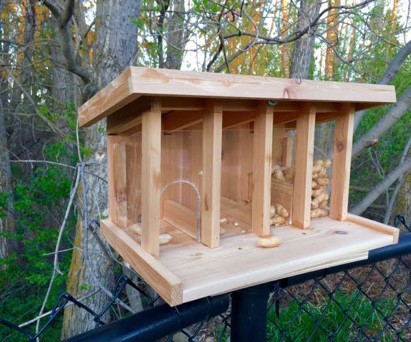 13 Simple DIY Squirrel Feeder Ideas You Will Enjoy Making