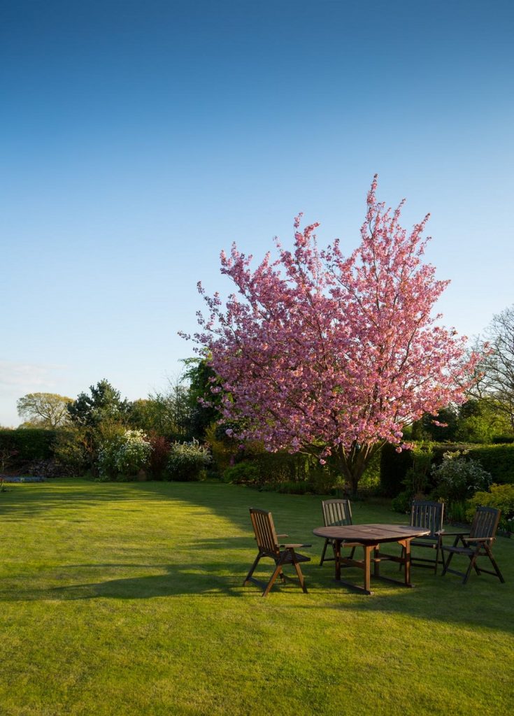 garden tree