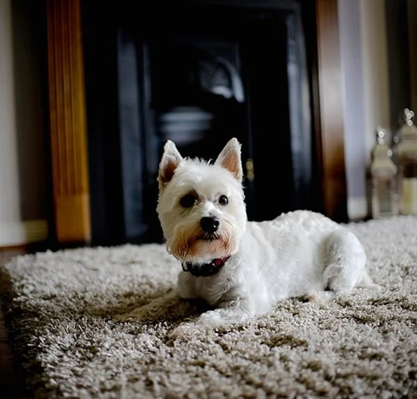 Best Carpet for Pets