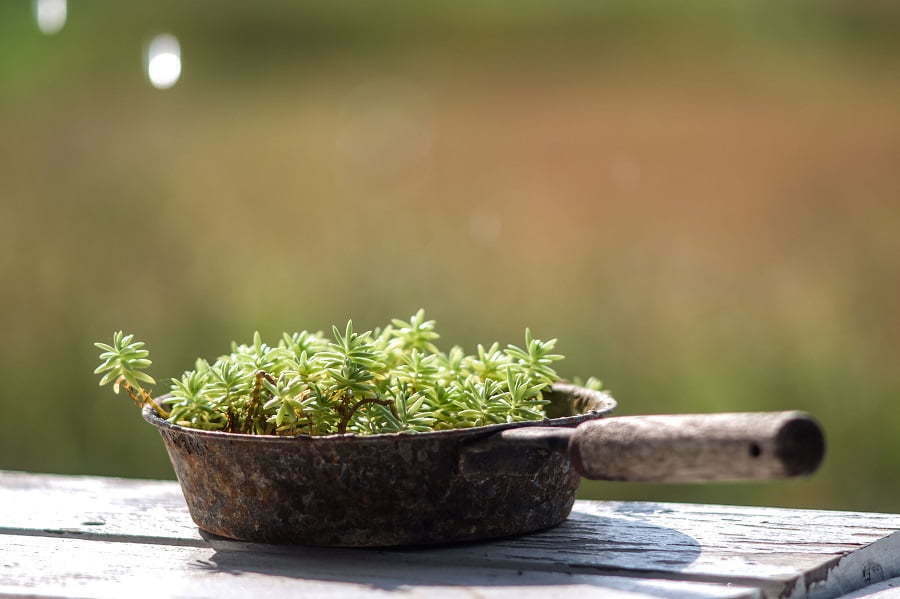 upcycle pan planter