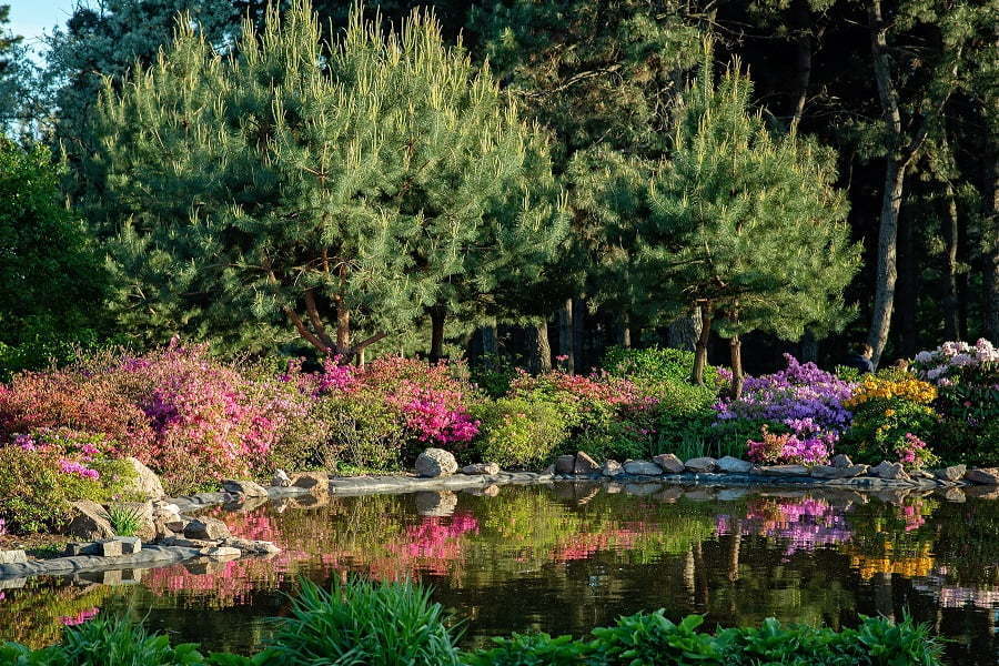 garden pond trees