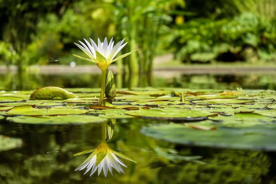 pond plants