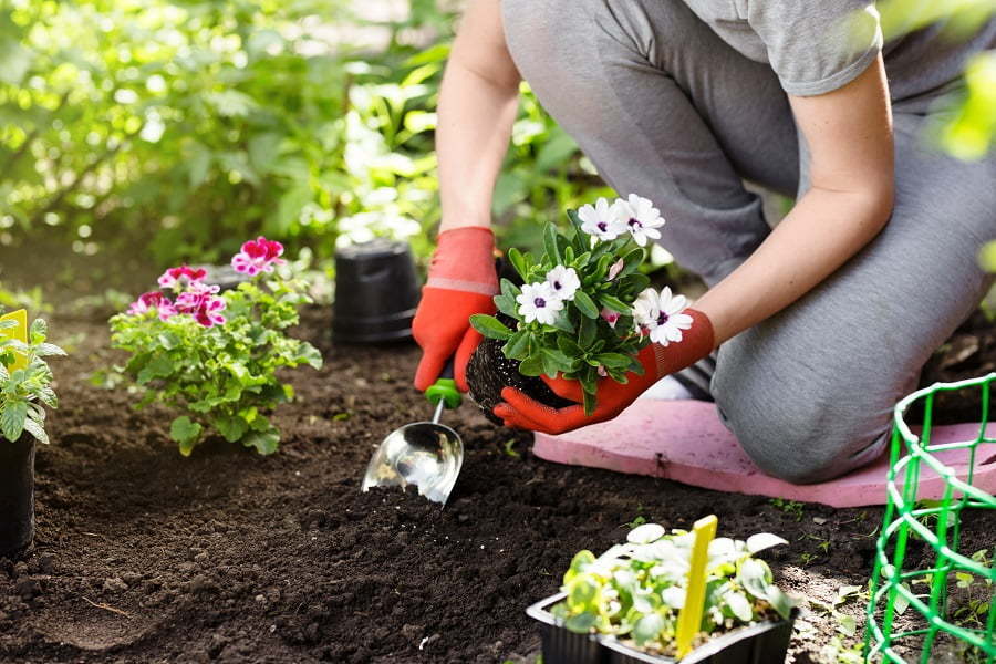 garden planting in soil