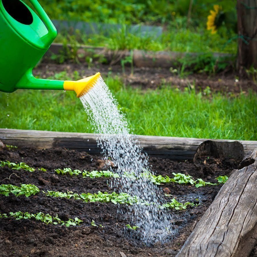 garden watering drainage