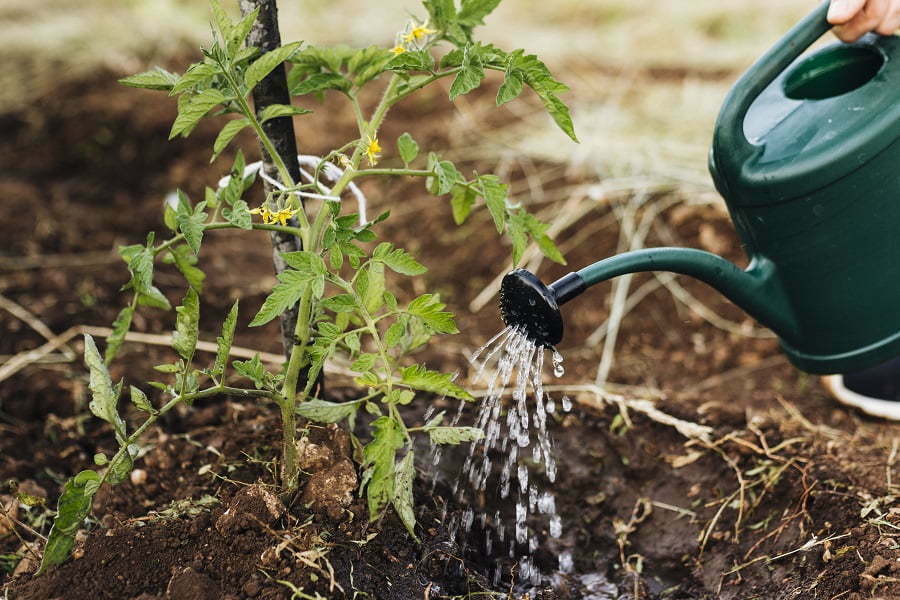 garden watering