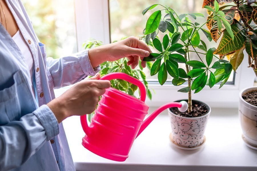 watering plant