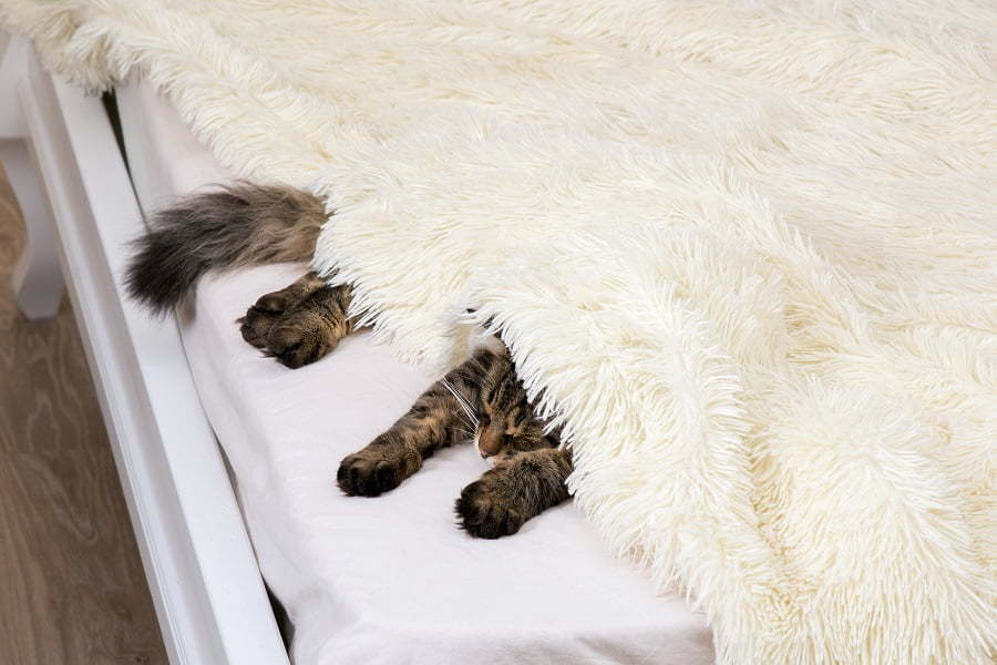 Faux Fur Blanket Soft Again, How To Make Fur Coat Fluffy Again