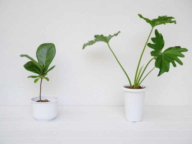 How to Make a Fake Plant Look Real [14 Ways]