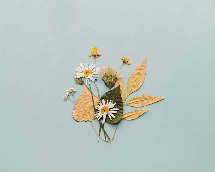 pressed dried flowers