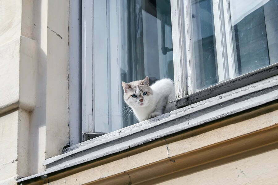 cat in a window