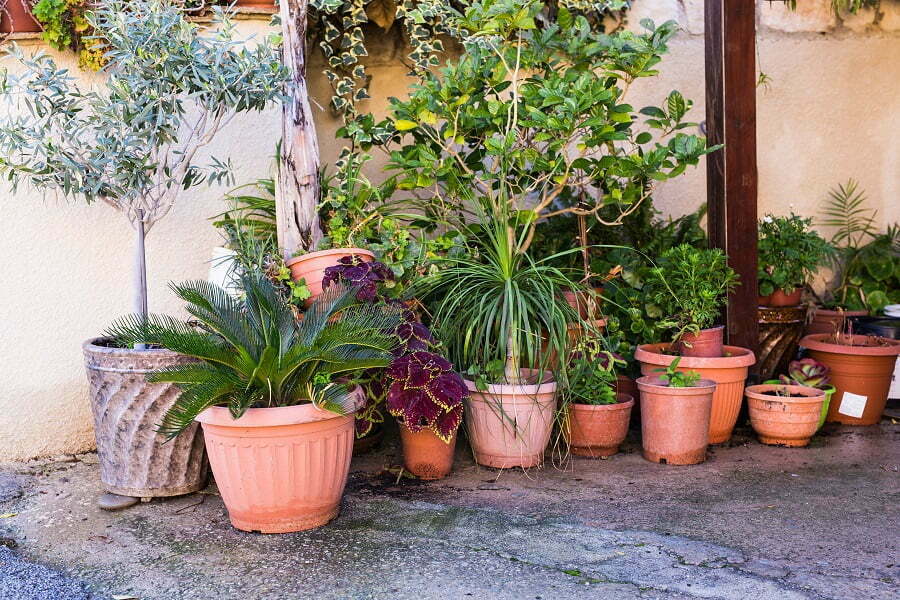 patio plants