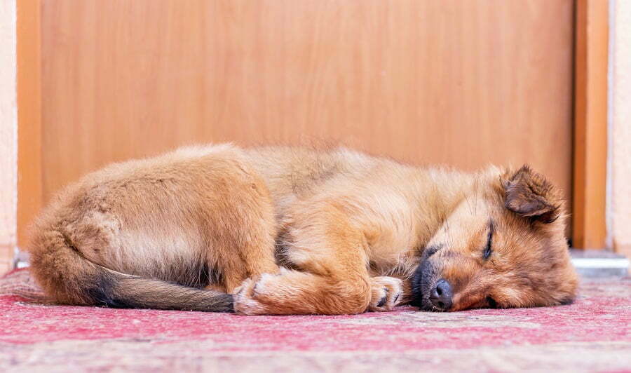 dog under the door