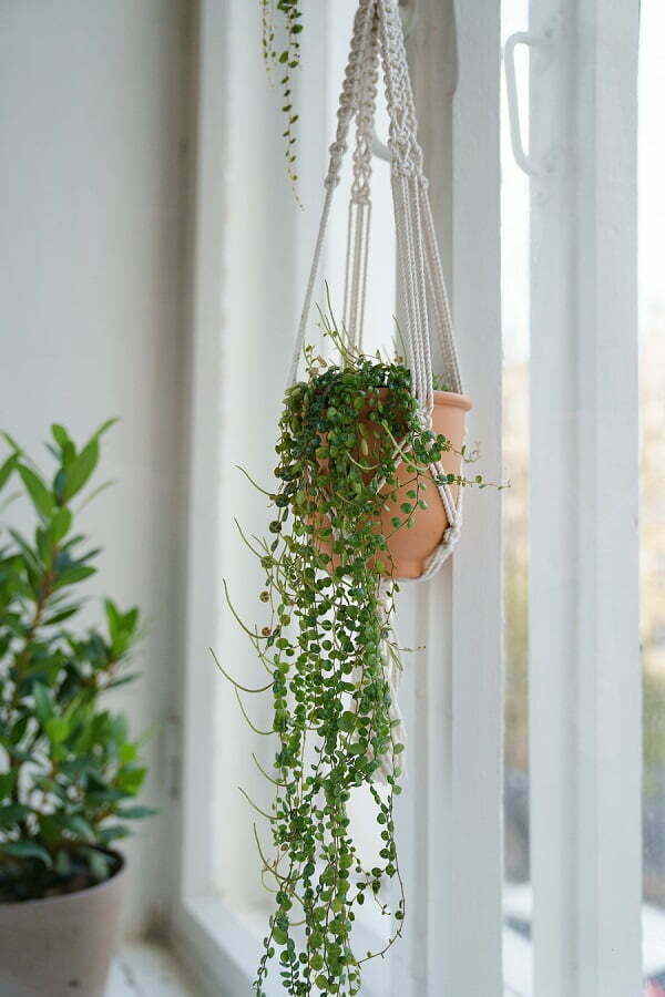 window hanging plants