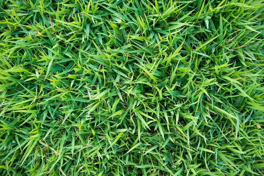 lawn grass