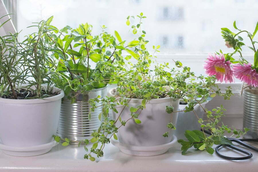 herb garden in a window