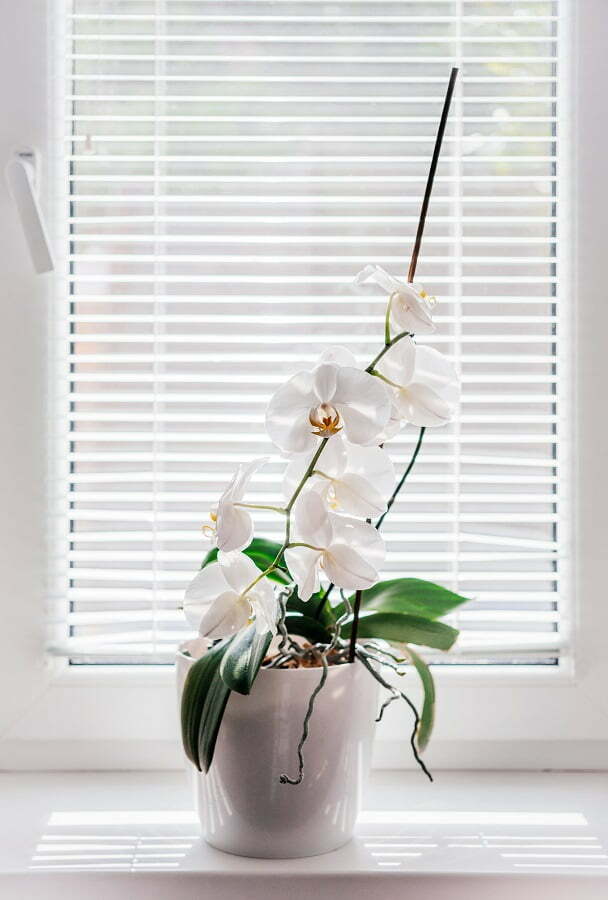 mini blinds and plants