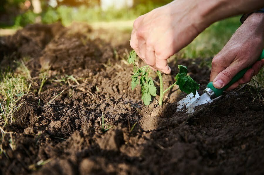 garden soil