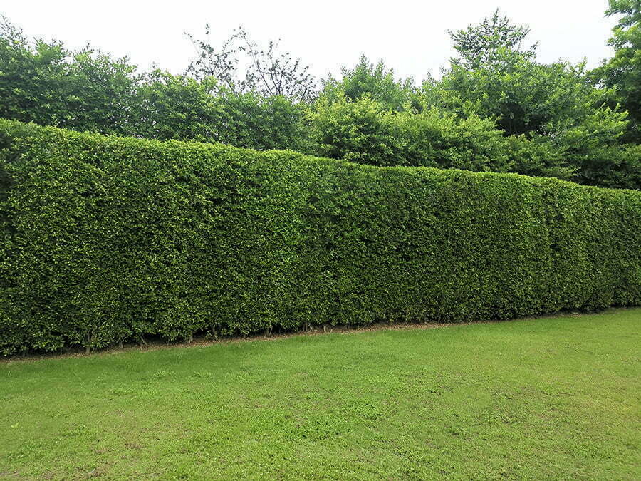 Hedge Fence