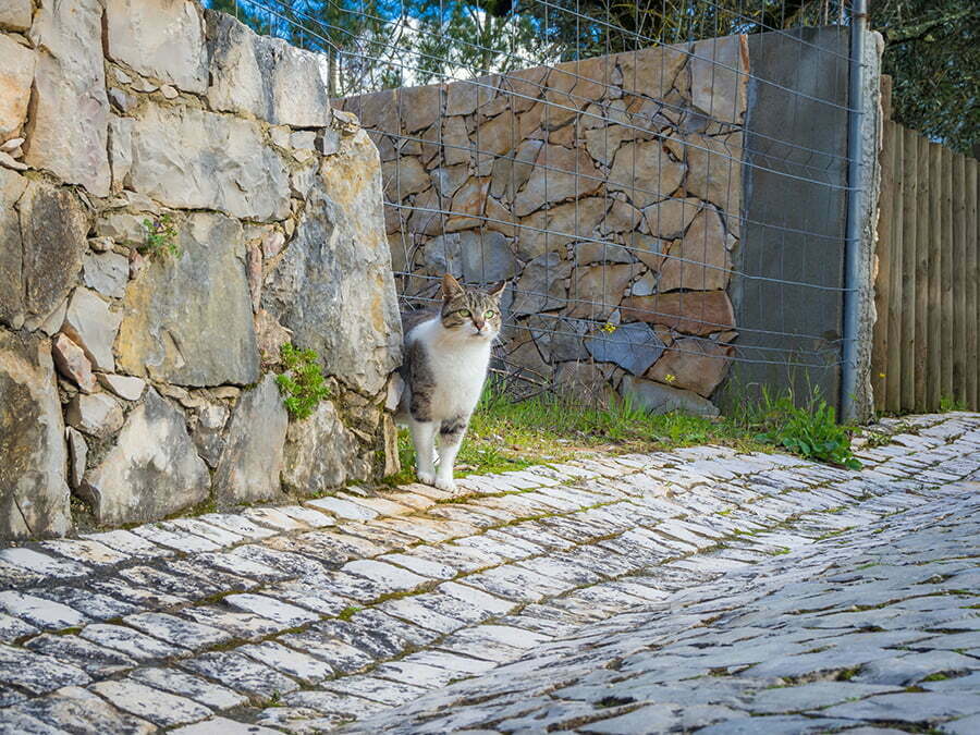 Stone Fence