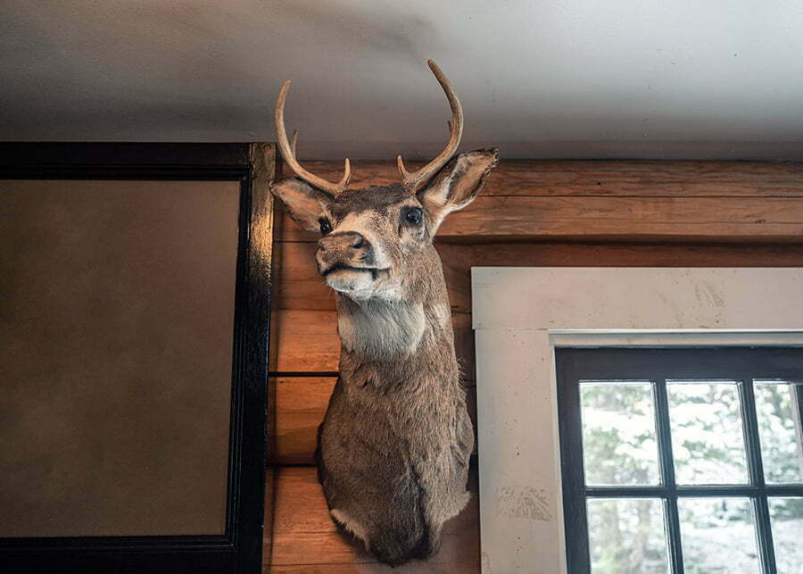 Taxidermy