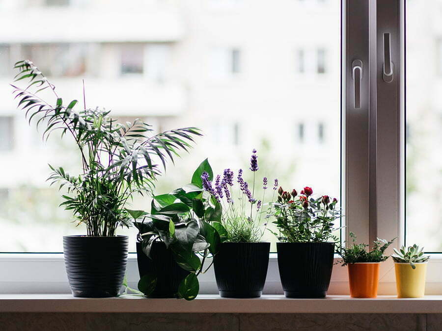 Using Plants to Dress Windows