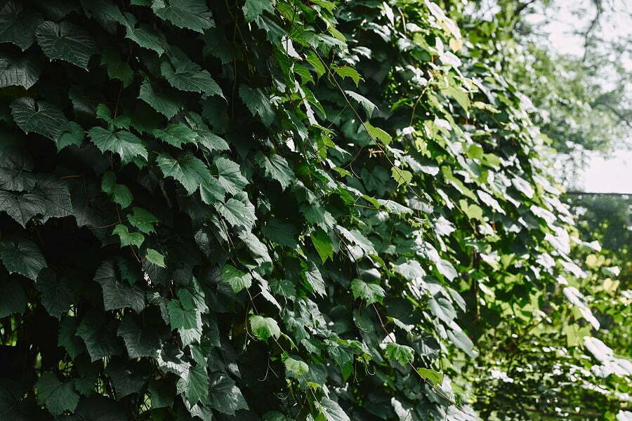 ivy fence