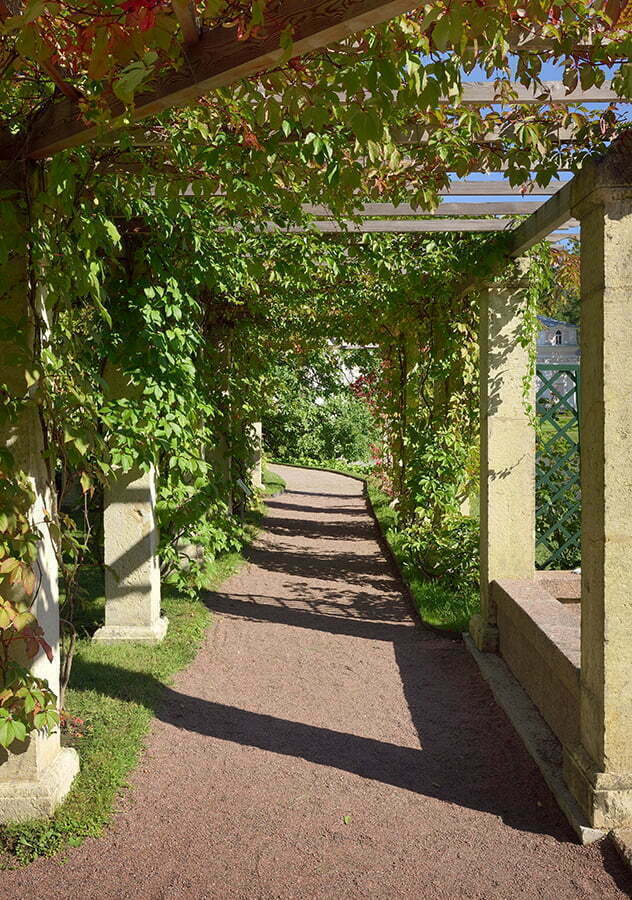 Canopy of Vines