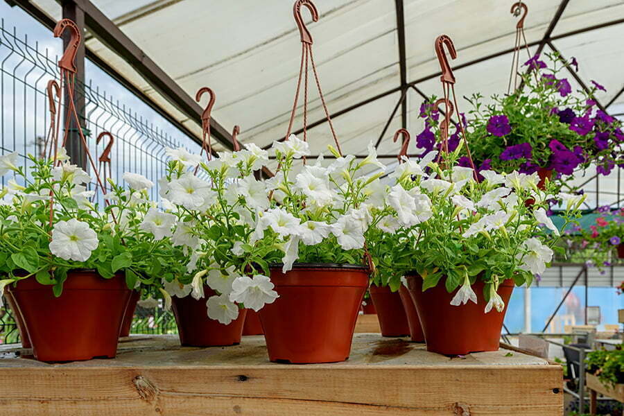 Hanging Plants