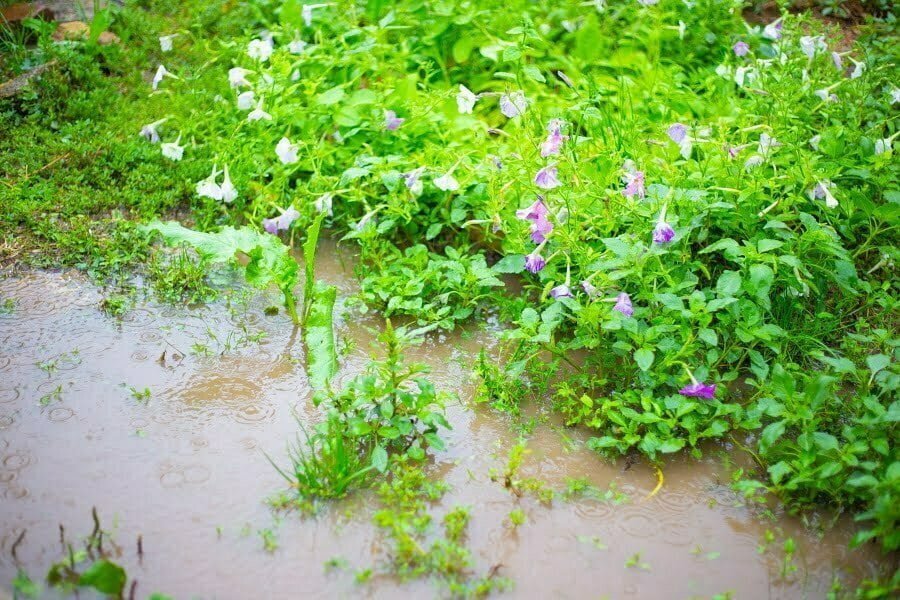 flooded garden