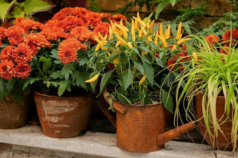 home garden potted plants