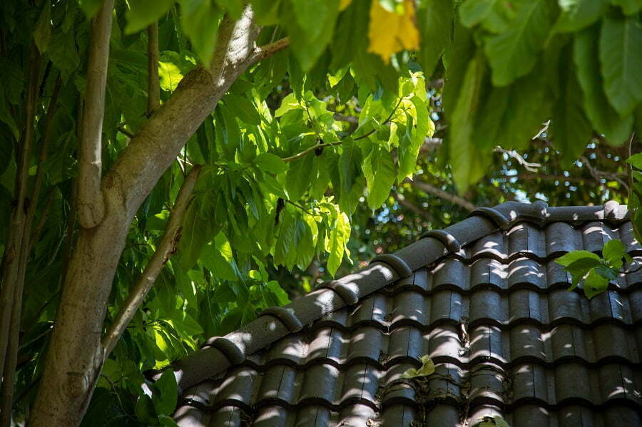 tree over roof