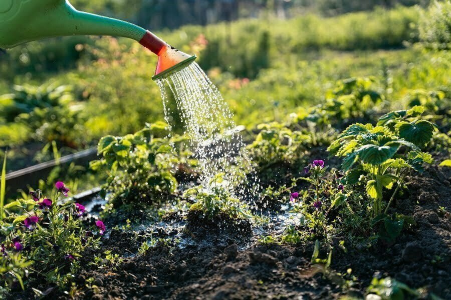 watering can garden