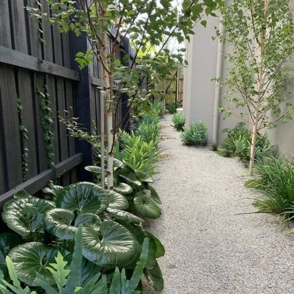 Birch Tree Privacy Fence privacy fence