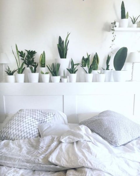 Sansevieria bedroom with plants