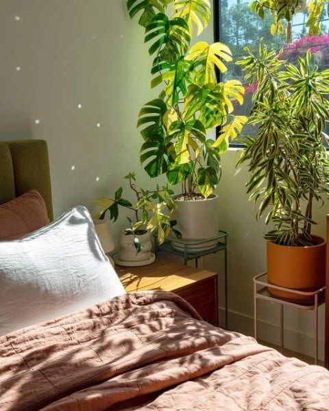 Cube House Jungle bedroom with plants