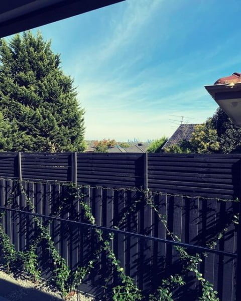 Star Jasmine fence with plants
